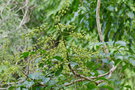 vignette Polyscias bracteata ssp. bracteata