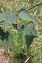 vignette Acer forrestii = A. pectinatum ssp. forrestii