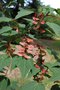 vignette Acer forrestii = A. pectinatum ssp. forrestii