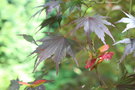 vignette Acer palmatum 'Yasemin'
