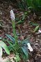vignette Dactylorhiza fuchsii