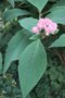 vignette Hydrangea aspera 'Macrophylla'