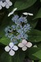 vignette Hydrangea serrata 'Bluebird'
