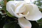 vignette Magnolia grandiflora 'Samuel Sommer'