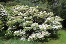 vignette Rhododendron auriculatum