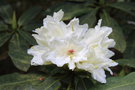 vignette Rhododendron auriculatum