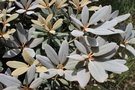vignette Rhododendron 'Glendoick Silver'