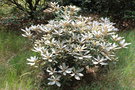 vignette Rhododendron 'Glendoick Silver'