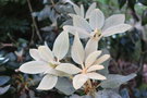 vignette Rhododendron yakushimanum x R. pachysanthum