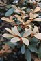vignette Rhododendron yakushimanum x R. tsariense