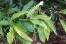 vignette Stewartia sinensis 'Panache'