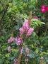 vignette Francoa sonchifolia  'Pink Bouquet' ,