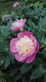 vignette Paeonia lactiflora 'Bowl of Beauty'