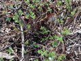 vignette Hylotelephium populifolium = Sedum populifolium