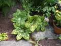 vignette Podophyllum Spotty Dotty