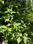 vignette Persicaria runcinata ' Purple Fantasy'