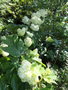 vignette Hydrangea quercifolia 'Harmony '
