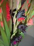 vignette Gladiolus 'Black jack'