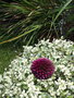 vignette Allium sphaerocephalon - Ail  tte ronde