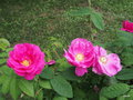 vignette Rosa Gallica officinalis