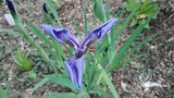 vignette Iris setosa ssp. canadensis
