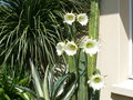 vignette Trichocereus macrogonus, mon jardin
