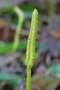 vignette Ophioglossum nudicaule var. nudicaule