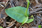 vignette Ophioglossum nudicaule var. nudicaule