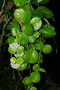 vignette Hoya australis