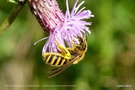 vignette Halictus scabiosae femelle ?  sur abeille solitaire ,  sur chardon des champs (Cirsium arvense)