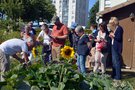vignette La SHBL dcouvre les fleurs comestibles de nos jardin au Guelmeur  Brest