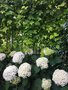 vignette Hydrangea arborescens 'Annabelle'