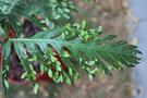 vignette Woodwardia orientalis var. formosana