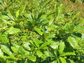 vignette Quercus imbricaria, Fouesnant