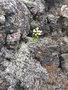 vignette Saxifraga - Saxifrage dans les roches volcaniques