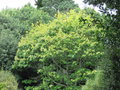 vignette Quercus rubra 'Aurea' - Chne rouge d'Amrique