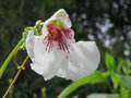 vignette Impatiens tinctoria