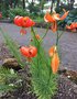vignette Reykjavik - le jardin botanique - Lilium pomponium