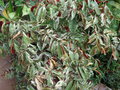 vignette Pseuderanthemum carruthersii 'Variegatum