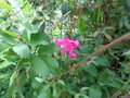 vignette Rhododendron sp (la fleur)