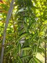 vignette Vanilla planifolia 'Variegata'