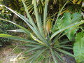 vignette Agave tequiliana