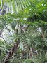 vignette Philodendron polypodioides