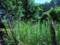 vignette Arundina graminifolia
