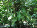 vignette Philodendron sp 'Variegatum'