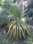 vignette Yucca gloriosa 'Mediostriata' = Yucca recurvifolia 'Mediostriata'