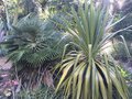 vignette Yucca gloriosa 'Mediostriata' = Yucca recurvifolia 'Mediostriata'