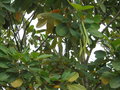 vignette Rhizophora mangle