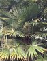 vignette Trachycarpus fortunei 'Variegata' - Palmier de chine panaché