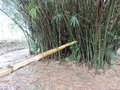 vignette Bambous sp